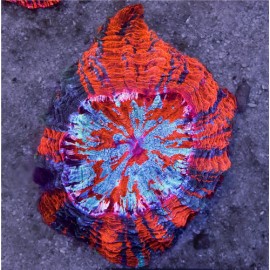 Acanthophyllia