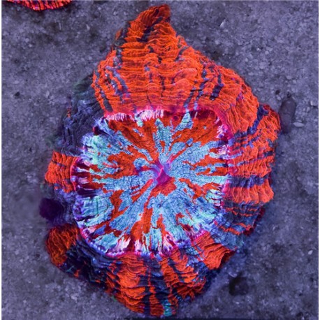Acanthophyllia