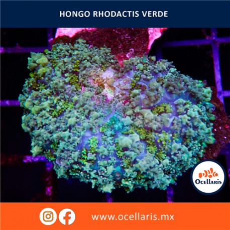 Hongo Rhodactis Verde