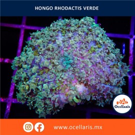 Hongo Rhodactis Verde