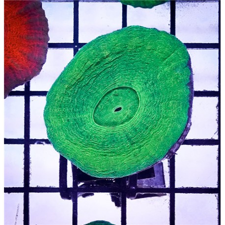 Green Scoly