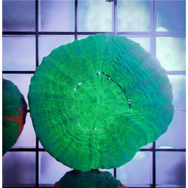 Green Scoly