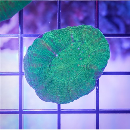Green Scoly