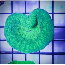 Green Scoly