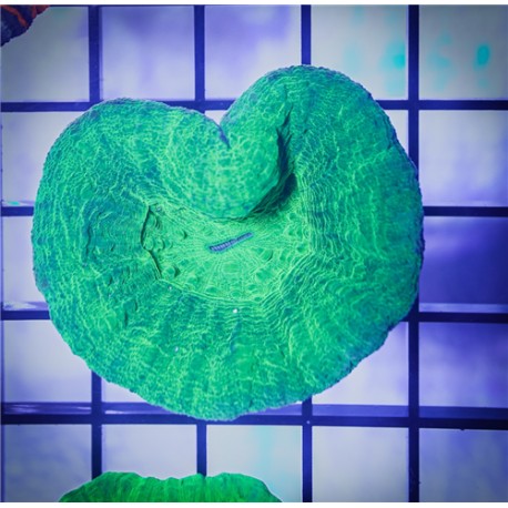 Green Scoly