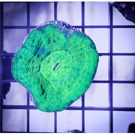 Green Scoly