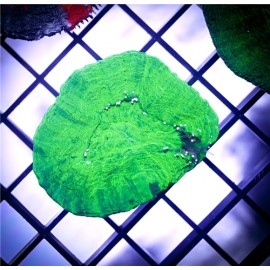 Green Scoly 1