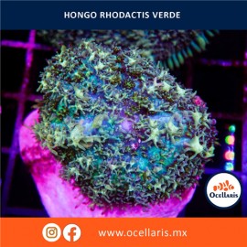 Hongo Rhodactis Verde