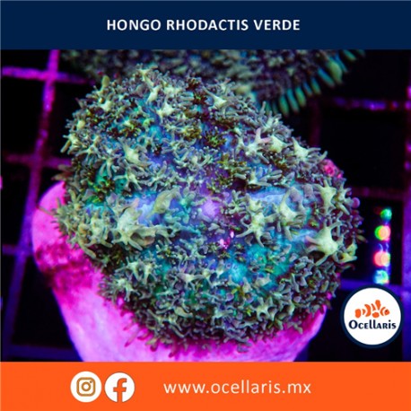 Hongo Rhodactis Verde