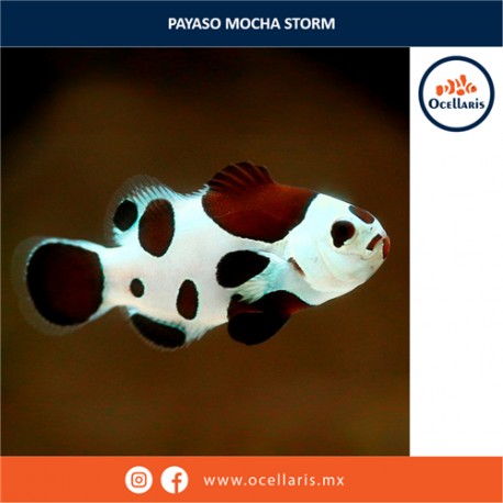 Payaso Mocha Storm - Tamaño M